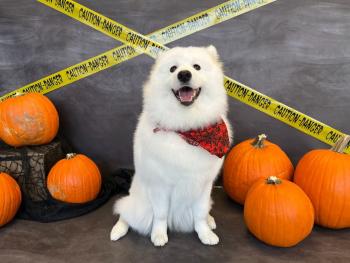 Samie, Samoyedo