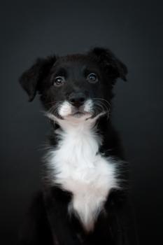 Yen, Border Collie