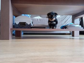 Kira, Yorkshire Terrier