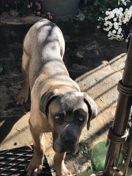 Socrate, Cane Corso