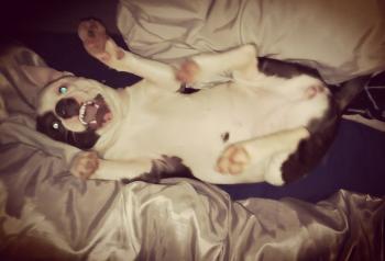 Nova, Staffordshire Bull Terrier