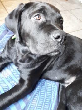 Doog, Otros perros