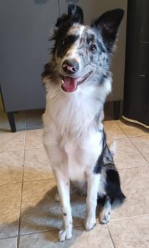 Amora, Border Collie