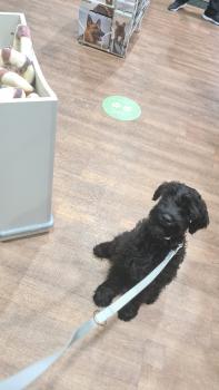 Kai, Schnauzer Gigante