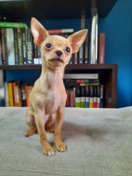 Jojo, Chihuahua