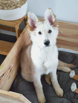 Freyja, Perro Pastor Alemán