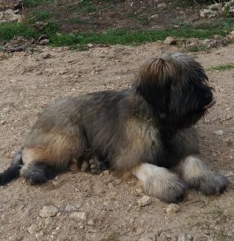 Max, Catalan Shepherd Dog