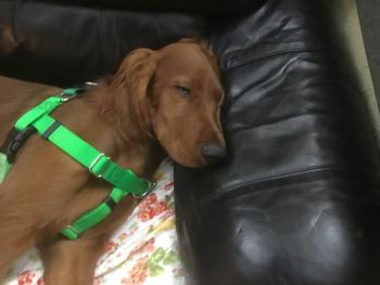 Fabio, Setter Irlandés