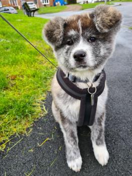 LAÏKA, Akita Japonés