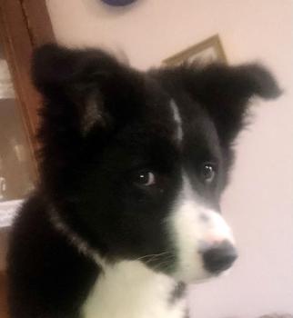 Lizzie, Border Collie