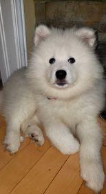 LOUPNA, Samoyedo