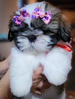 Pandora, Shih Tzu