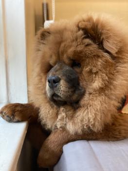 Aria, Chow Chow