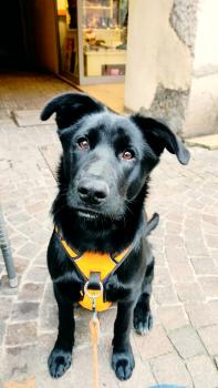 Sully, Berger Allemand
