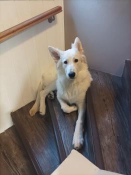 Scott, Berger Blanc Suisse