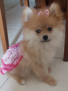 Nina, Keeshond