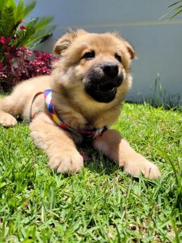 Bud, Chow Chow