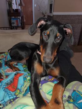 Angel, Dobermann