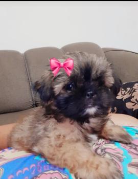 Ruby, Shih Tzu