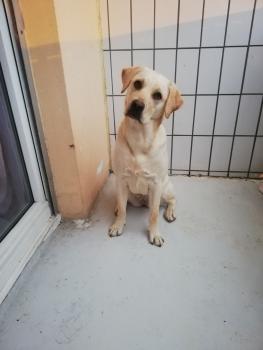 Syska, Labrador