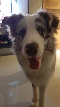 STARK, Border Collie