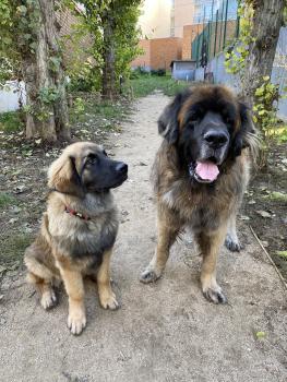 Stan, Leonberg