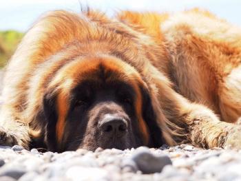 Iros, Leonberger