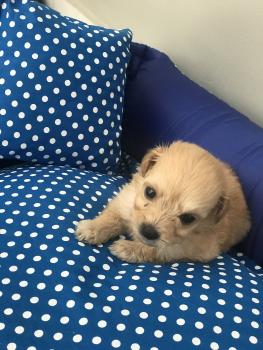 Kaleu, Caniche