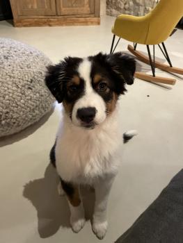Sunny, Berger Australien