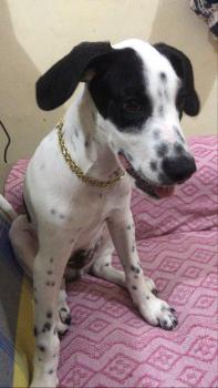 Snoopy, Dalmatien