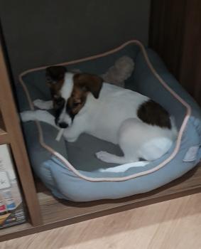 Phoebe Buffay, Parson Jack Russell Terrier (De Pelaje Corto - Suave)