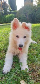 Shazam, Berger Blanc Suisse