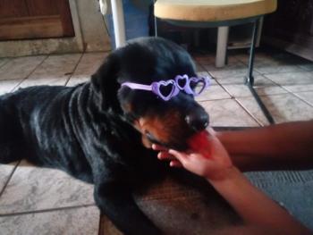 Thor, Rottweiler