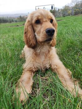 ROMEO, Cocker Spaniel Inglés