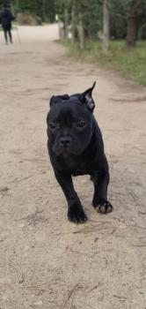 Ashkann, Staffordshire Bullterrier