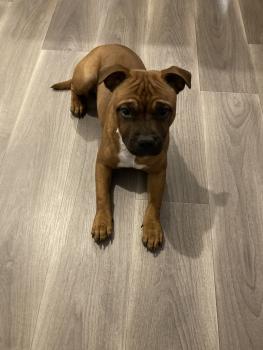 Sanka Von Der Schwarzer Damon, Staffordshire Bull Terrier