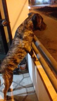 RACKNAR, Presa canario