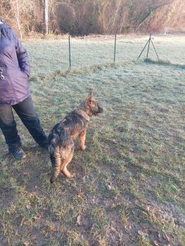 Zeus, Pastore tedesco