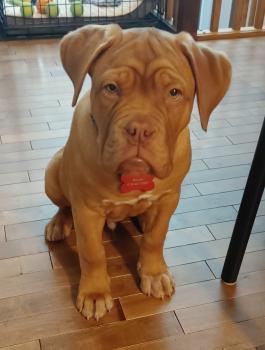 Bouda, French Mastiff