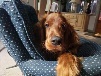 AUGGIE, Setter irlandese rosso