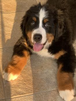 Thor, Bernese Cattle Dogs