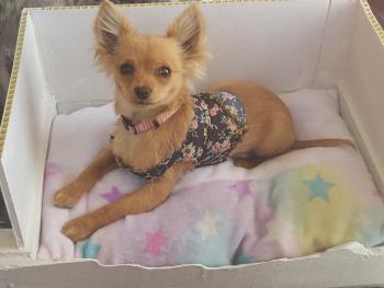 Pulguita, Chihuahua