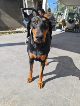 Alma, Dobermann