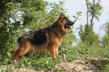 River Song, German Shepherd Dog