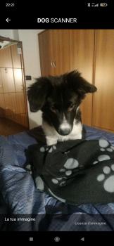 Ares, Border Collie