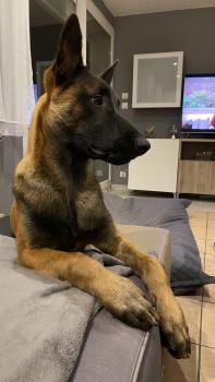 Shadow, Berger Malinois