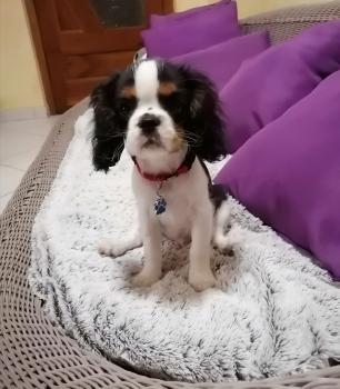 S lucky, Cavalier King Charles Spaniel