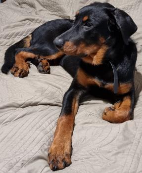 Shadow, Beauceron