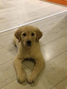 Sol, Golden Retriever