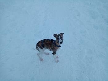 Spot, Whippet
